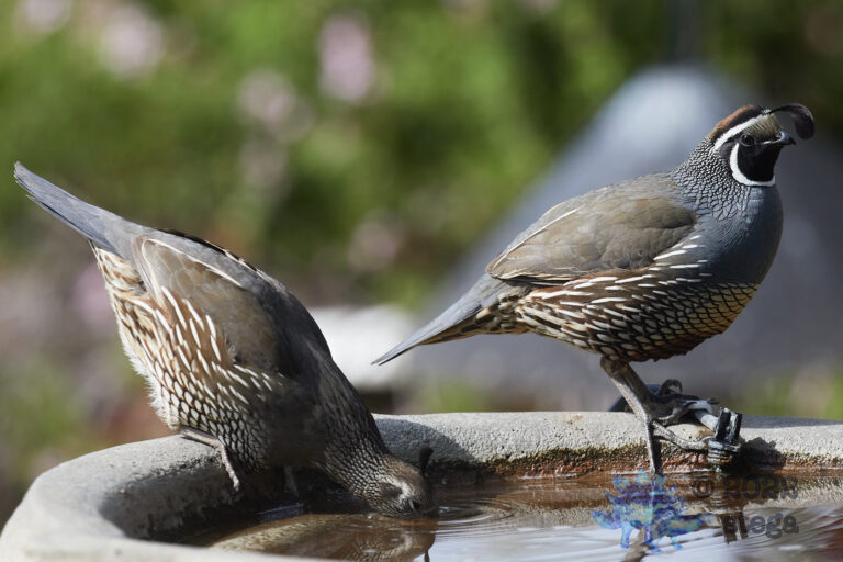 Quail Week
