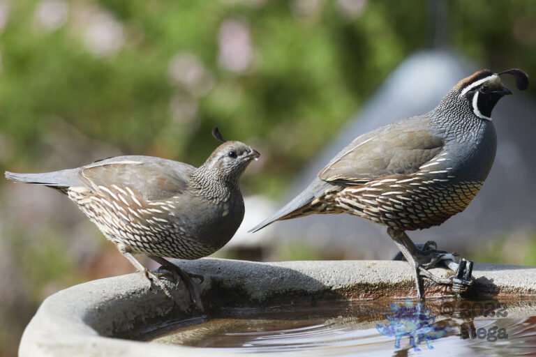 California Quail