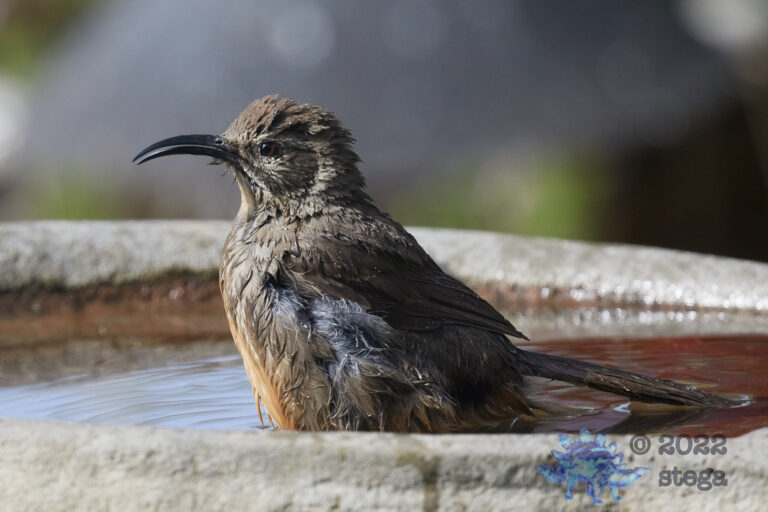 California Thrasher