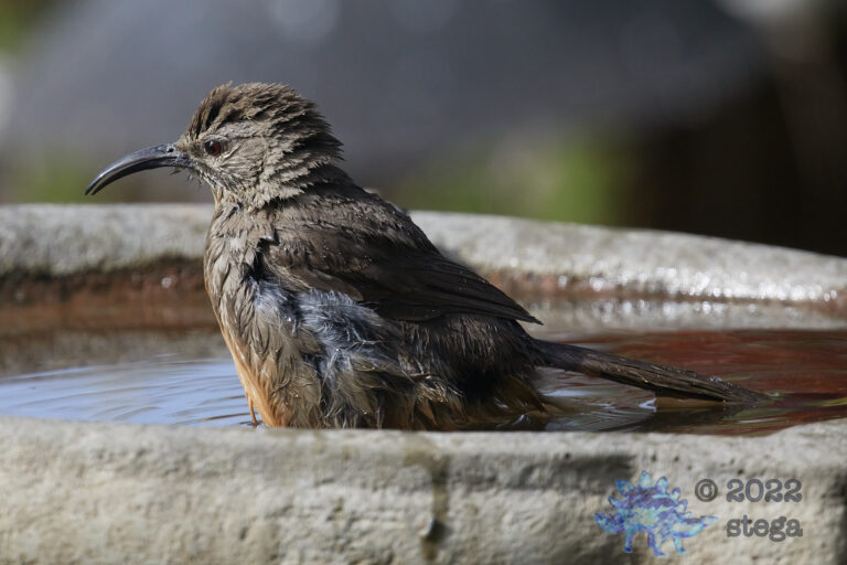 California Thrasher