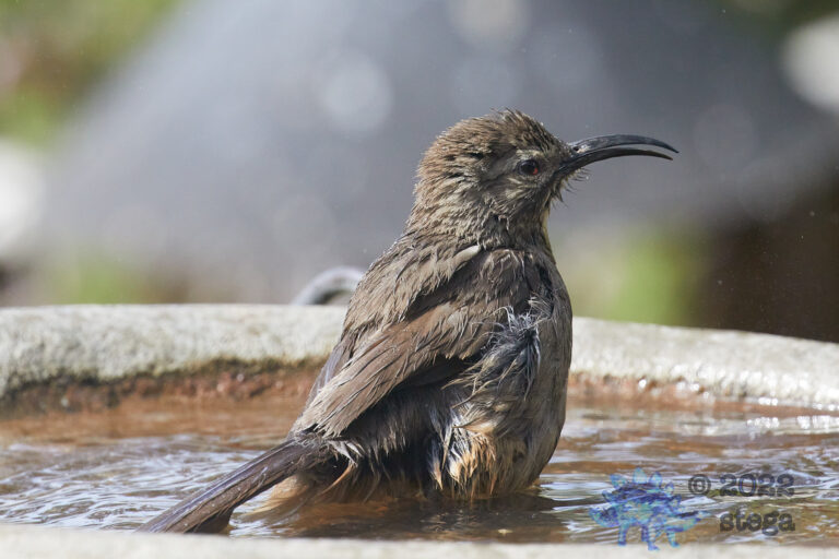 California Thrasher