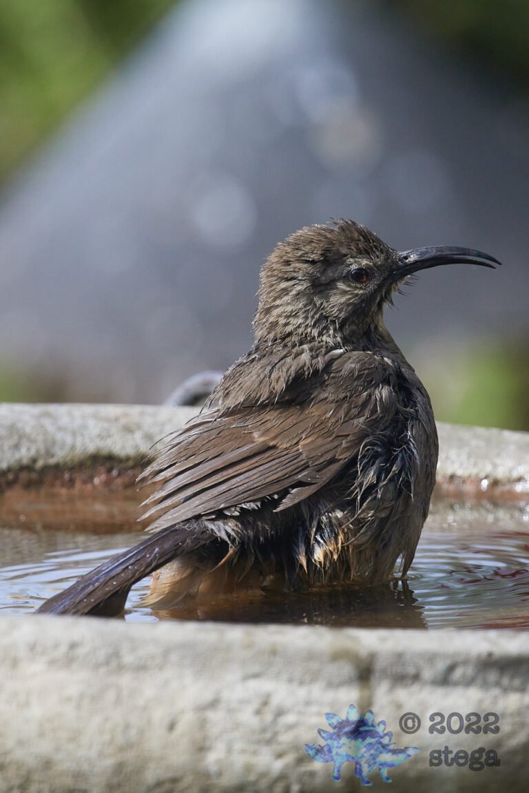 California Thrasher