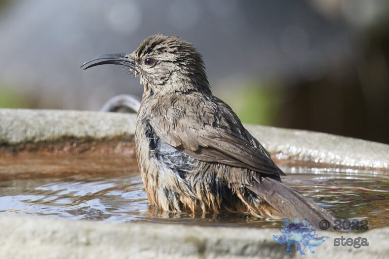 California Thrasher