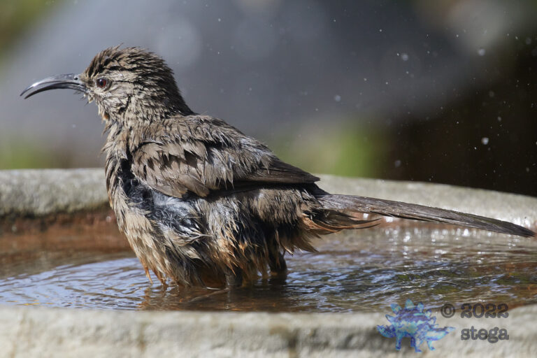California Thrashers