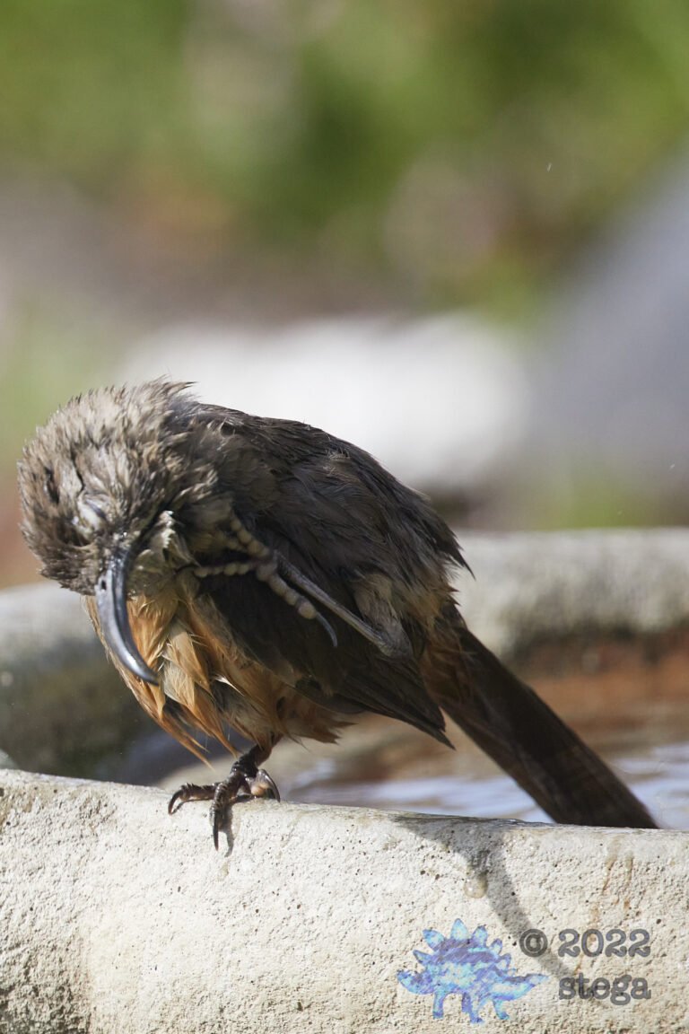 California Thrasher