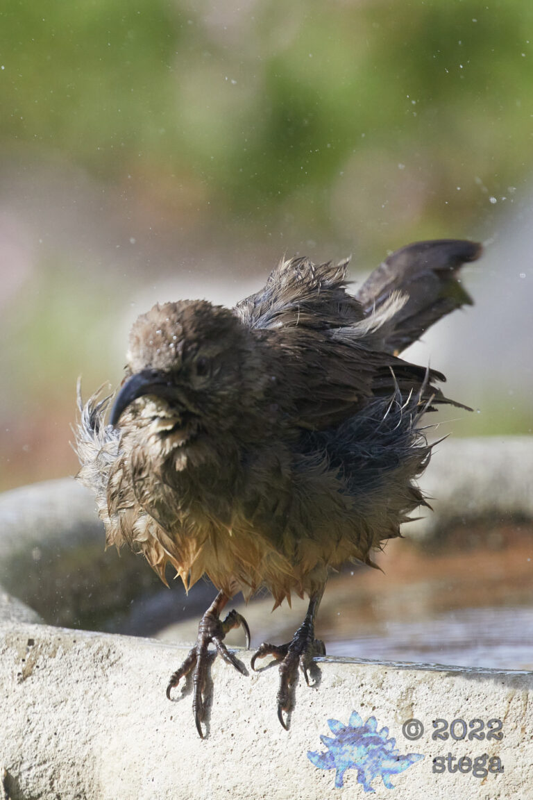 California Thrasher