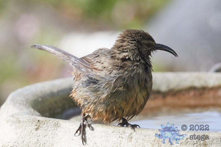 California Thrasher