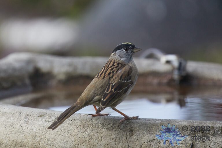 Gold-Crowned Sparrow