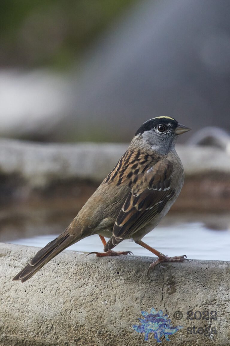 Gold-Crowned Sparrow