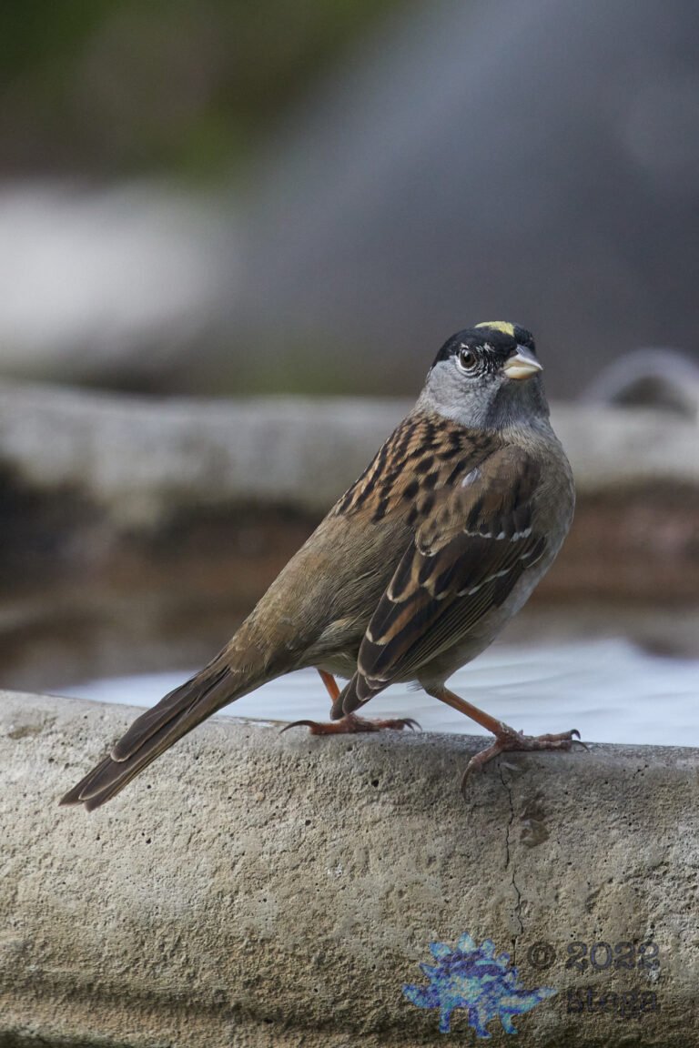 Gold-Crowned Sparrow