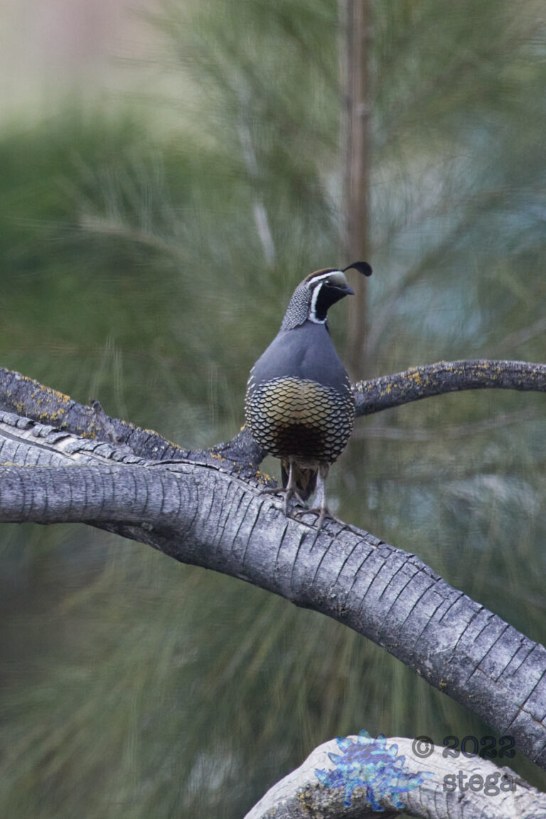 California Quail