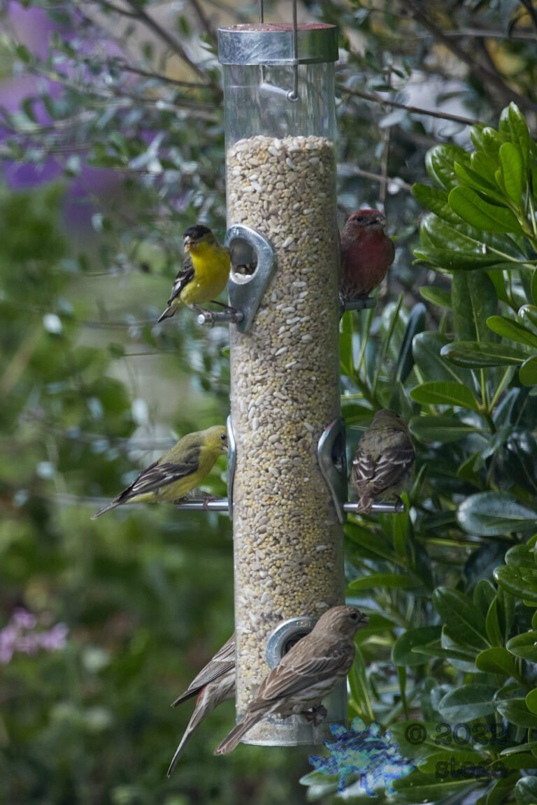 Full Feeder