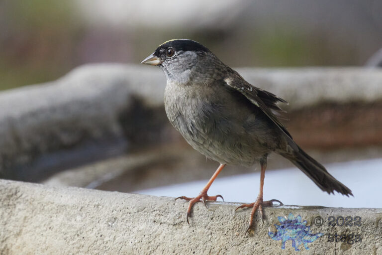 Gold-Crowned Sparrow