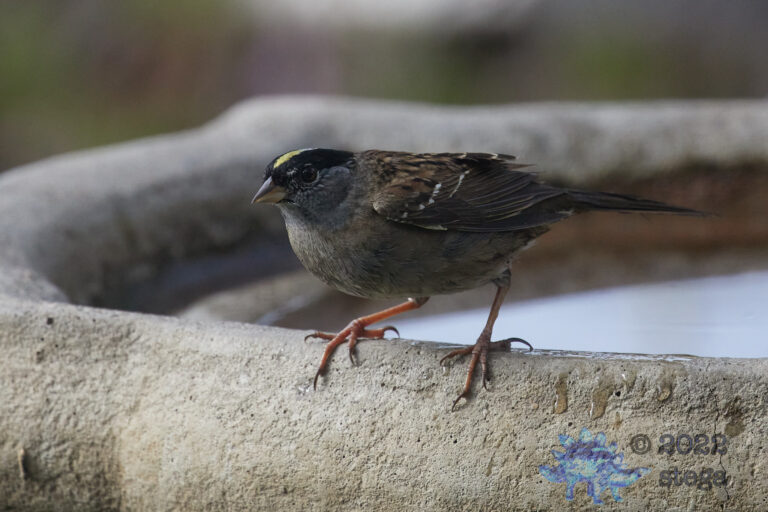 Gold-Crowned Sparrow