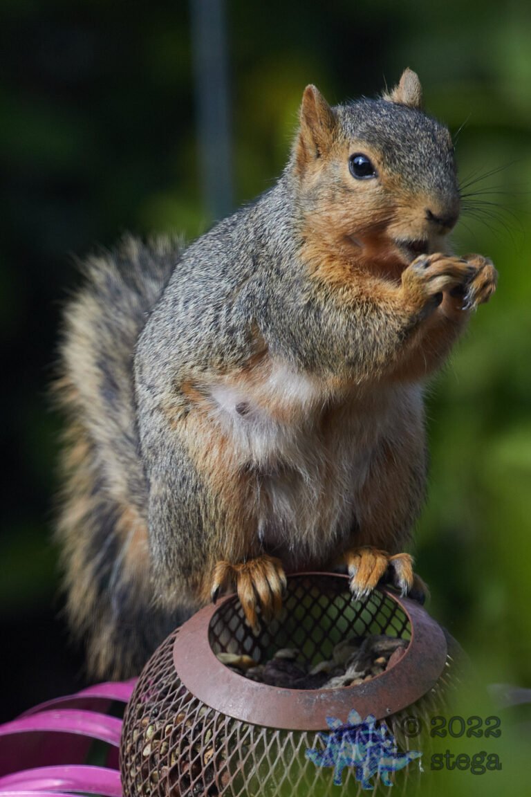 Fox Squirrel