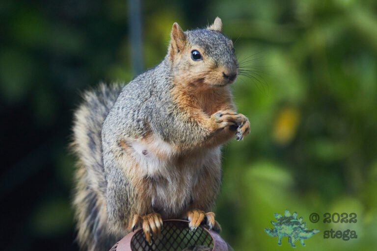 Fox Squirrel