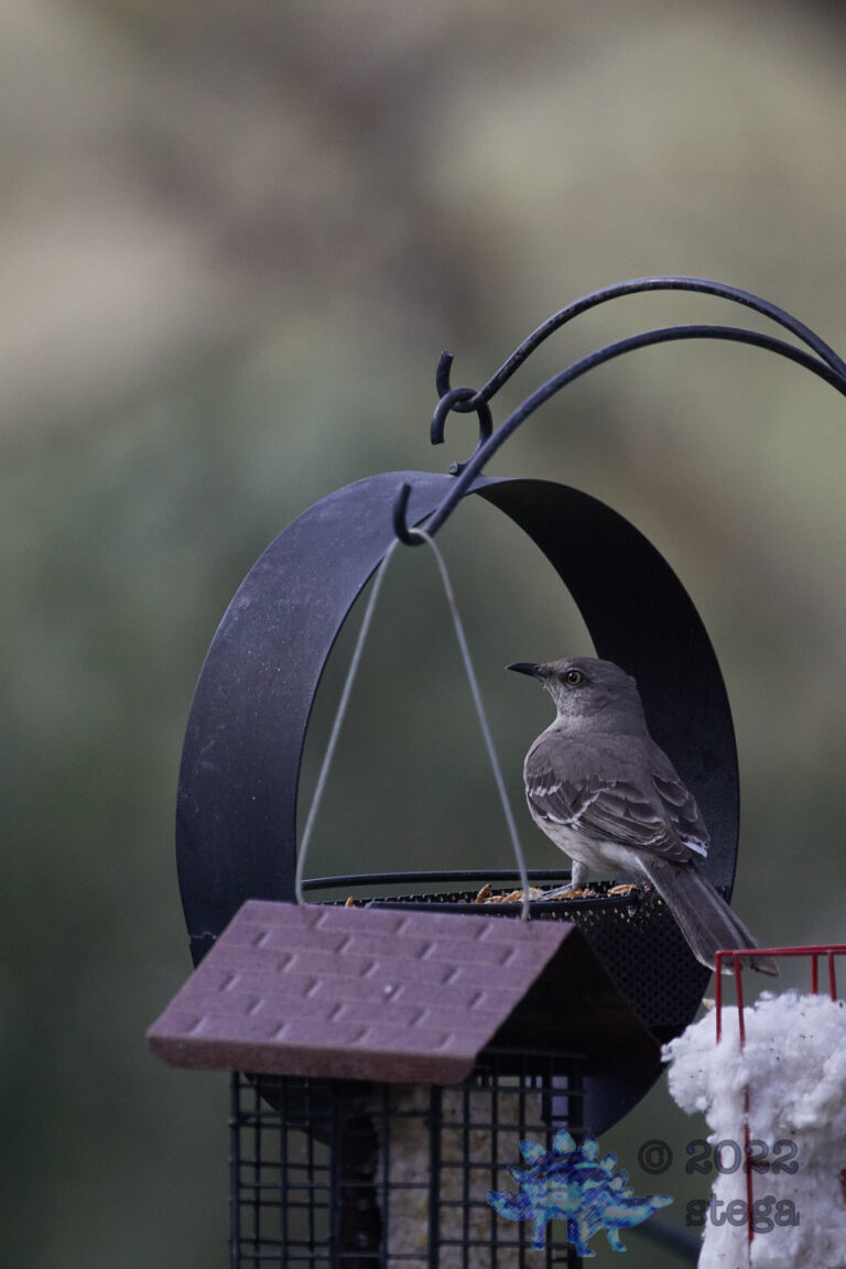 Northern Mockingbird