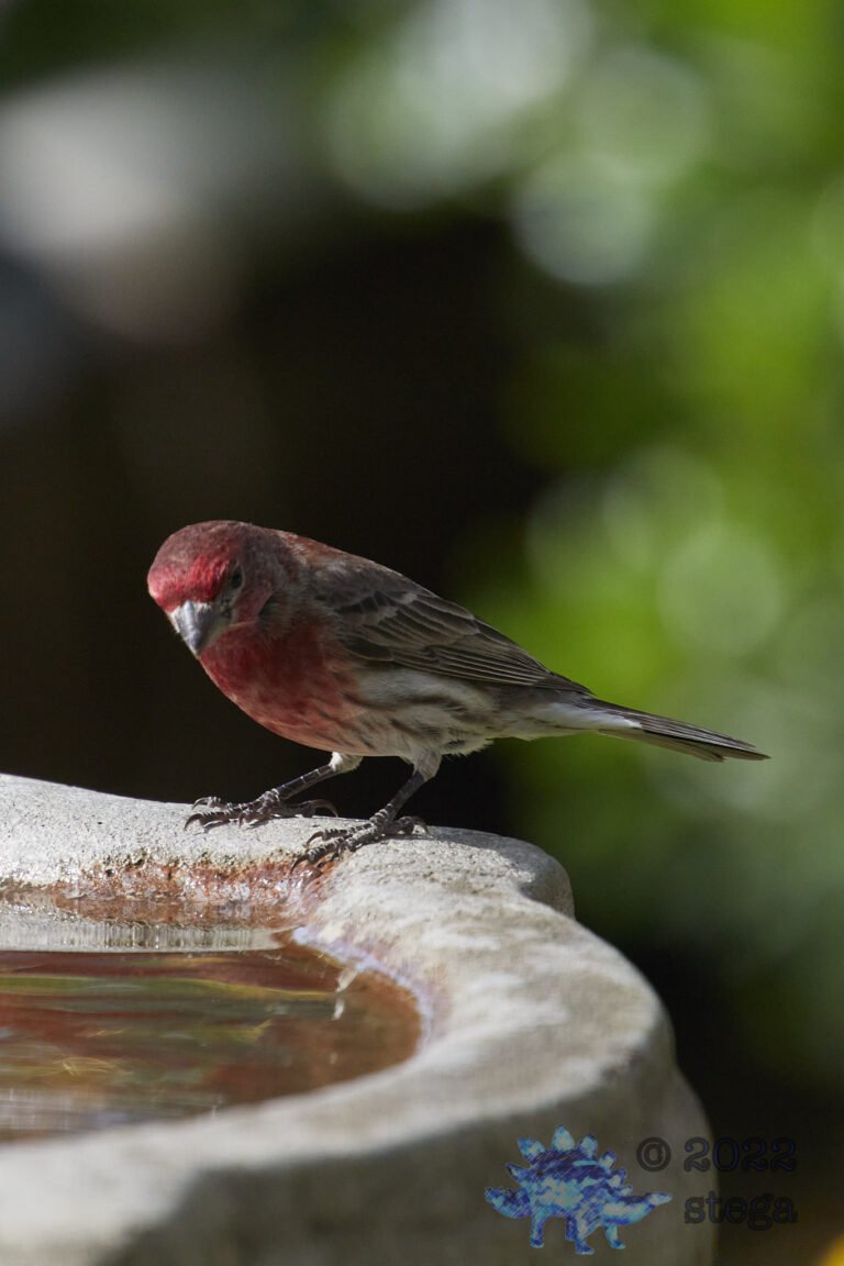 House Finch