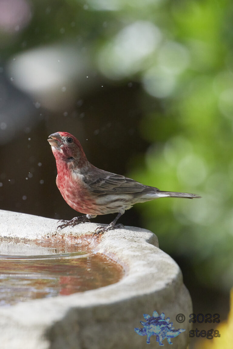 House Finch