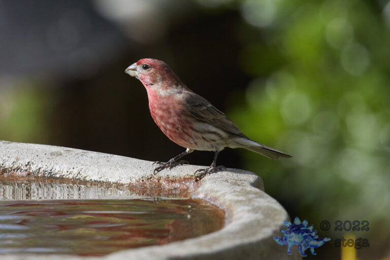 House Finch