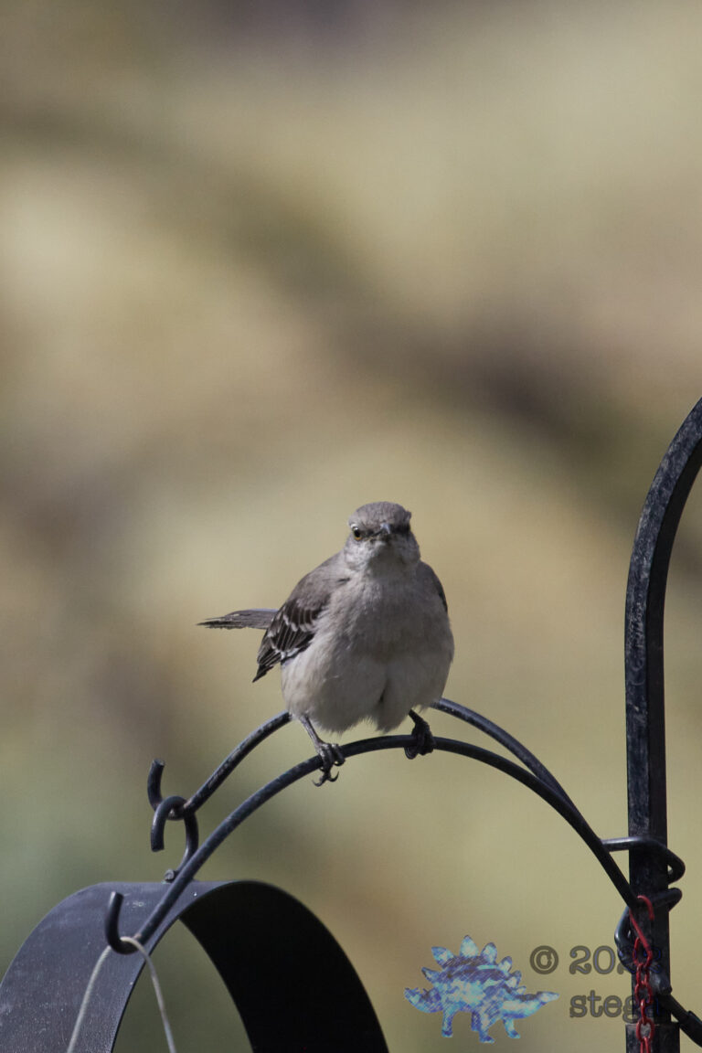 Northern Mockingbird