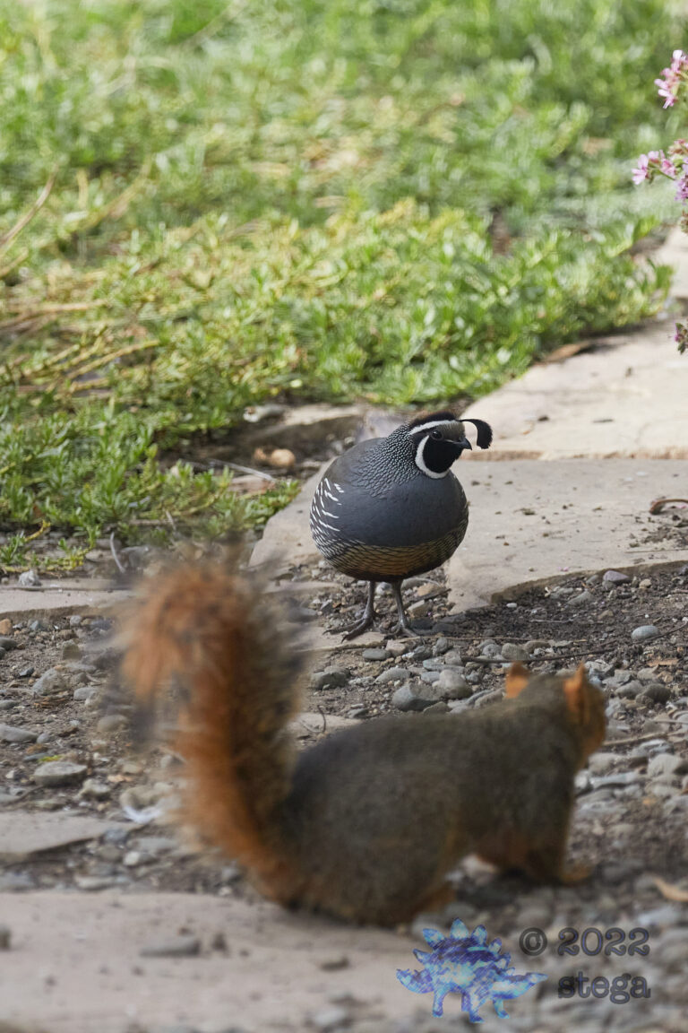 Quail Meets Squirrel