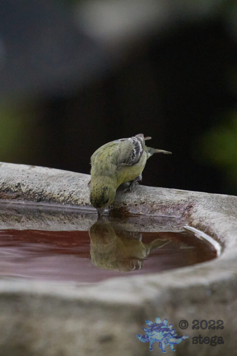Lesser Goldfinch