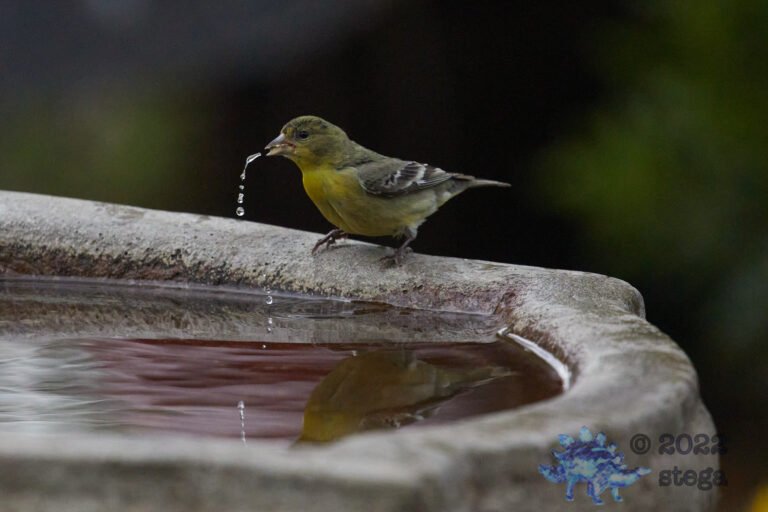 Lesser Goldfinch