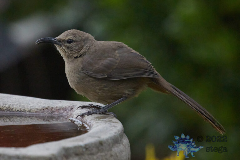 California Thrasher