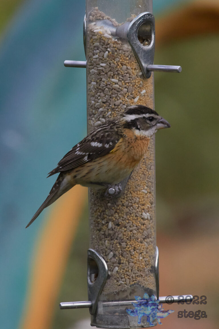 Black-Headed Grosbeak