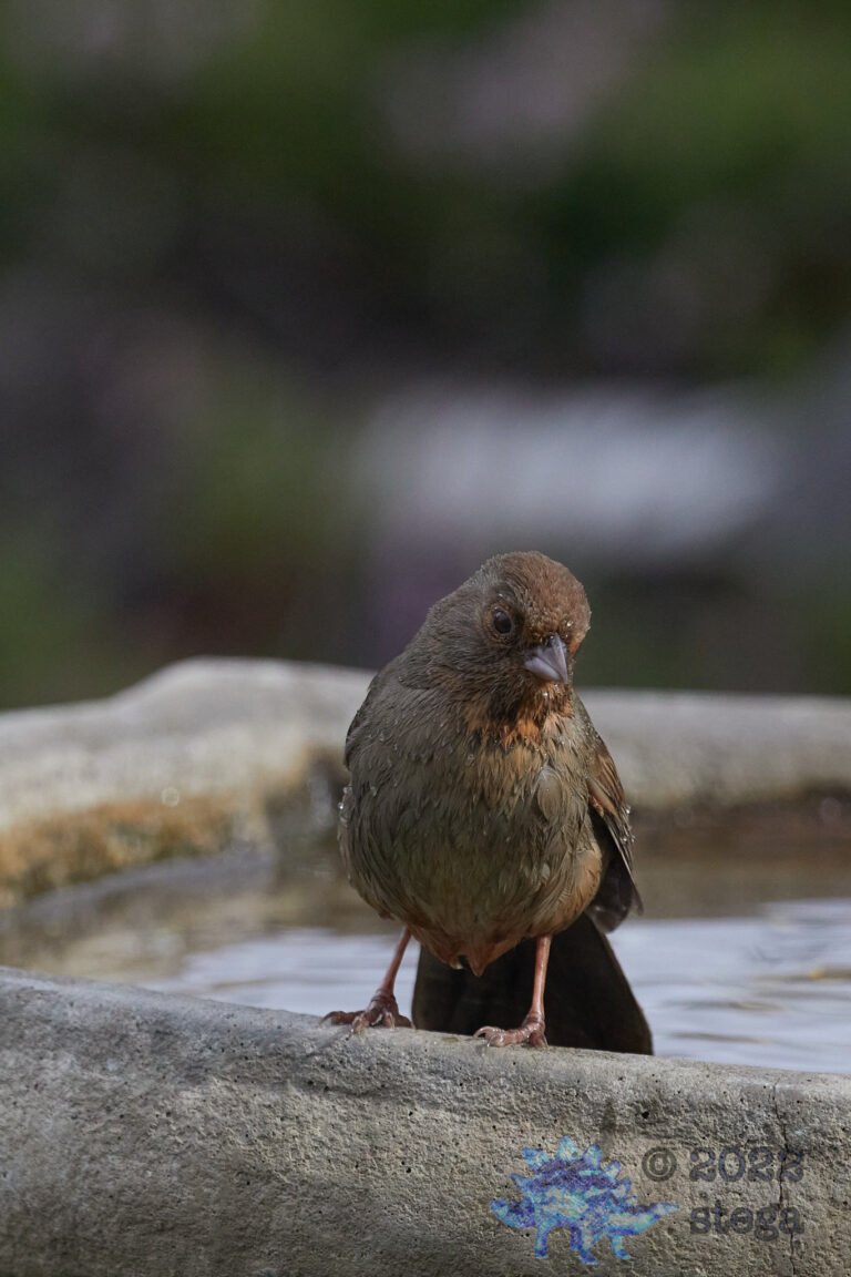 California Towhee