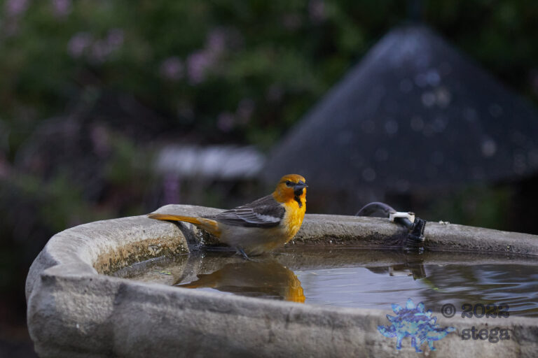 Bullock’s Oriole