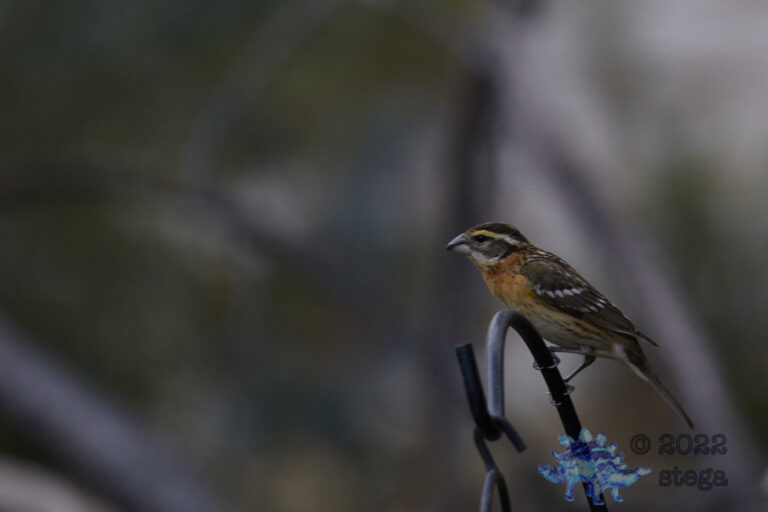 Black-Headed Grosbeak