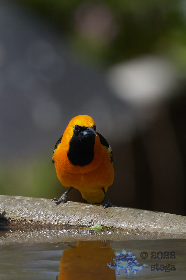 Hooded Oriole
