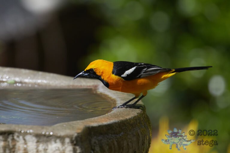 Hooded Oriole