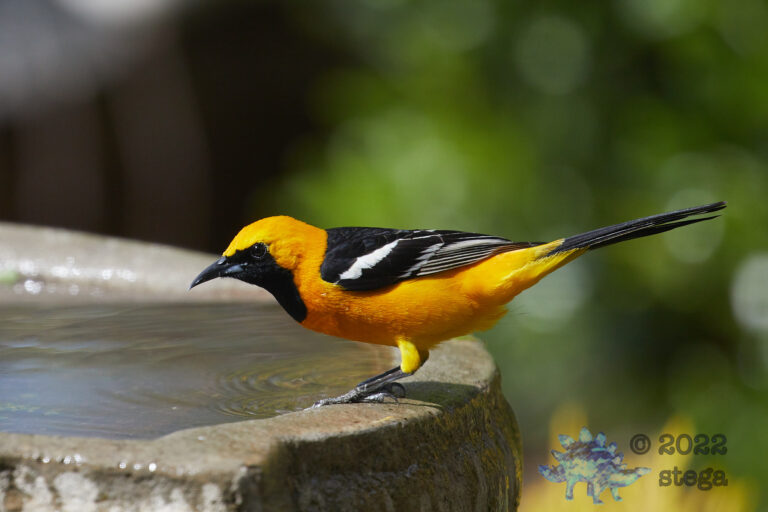 Hooded Oriole