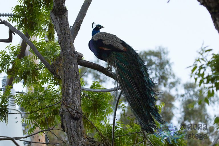 Feral Peacock