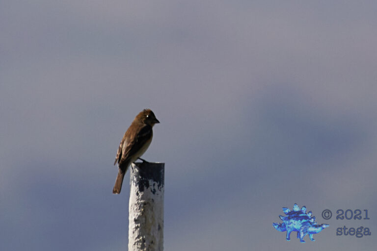 Lazuli Bunting