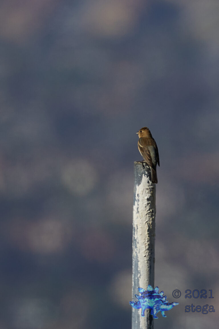 Lazuli Bunting