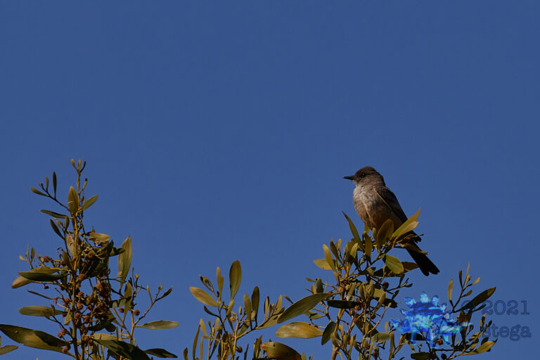 Say’s Phoebe