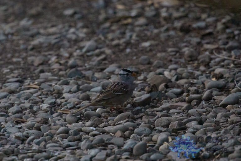 White-Crowned Sparrow