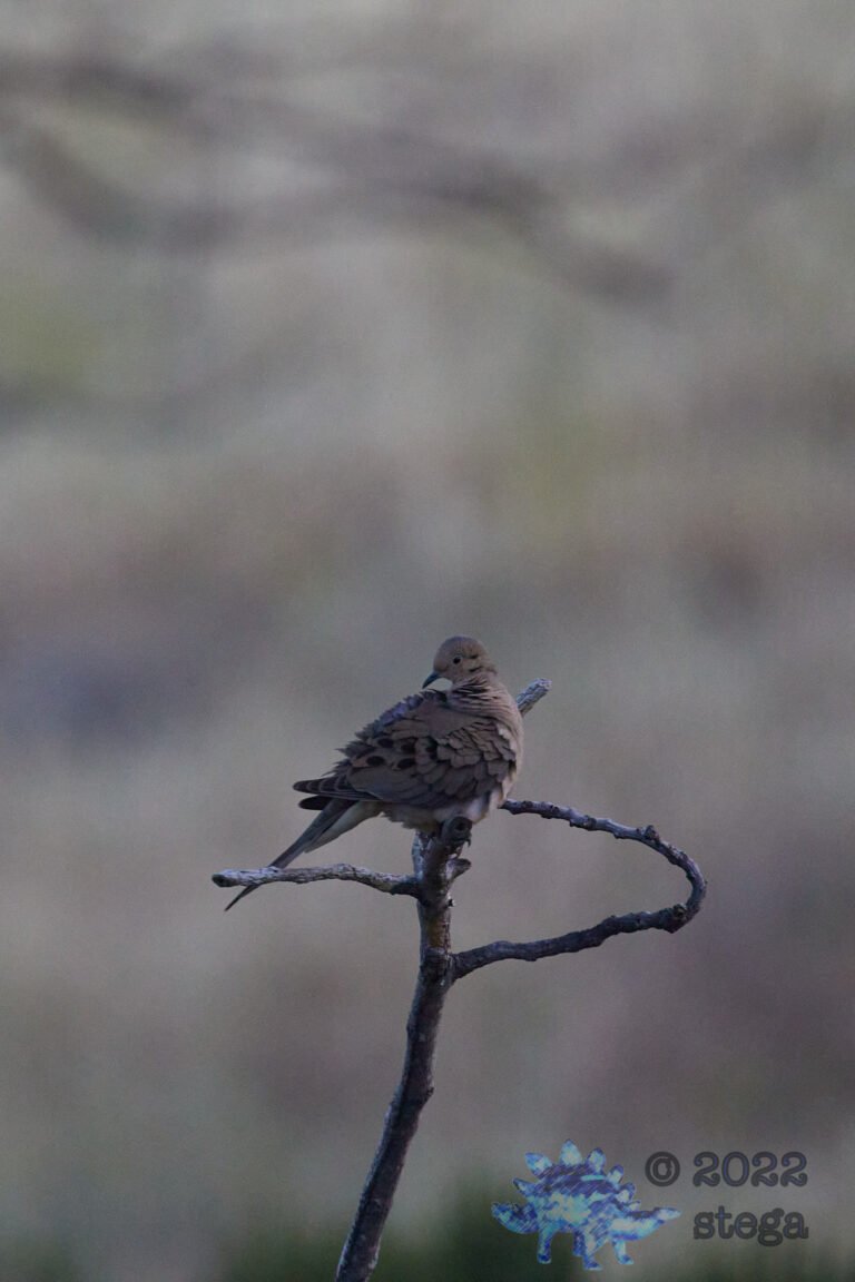 Mourning Dove