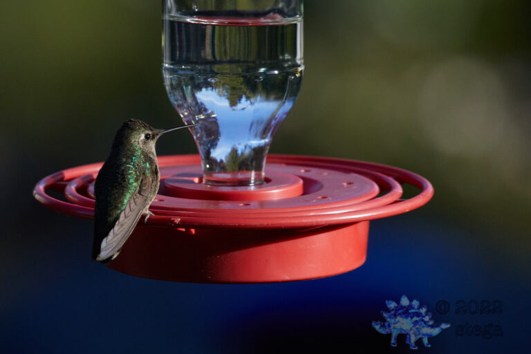 Allen’s Hummingbird