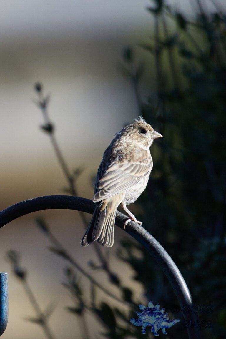 House Finch