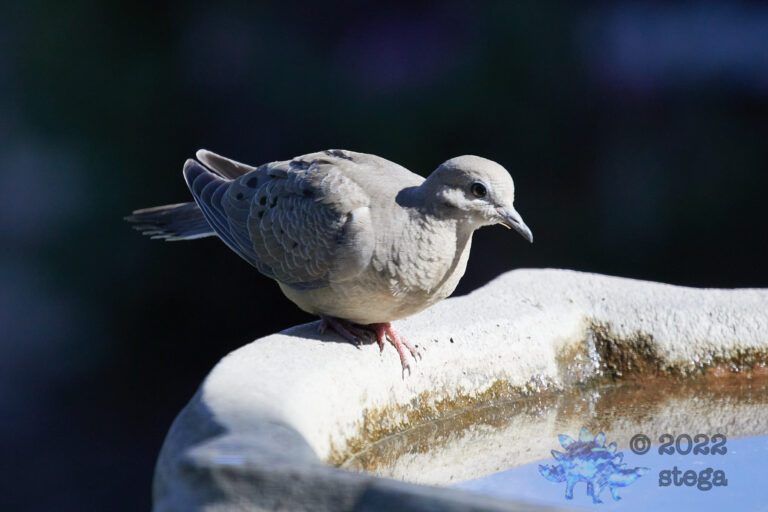 Mourning Dove