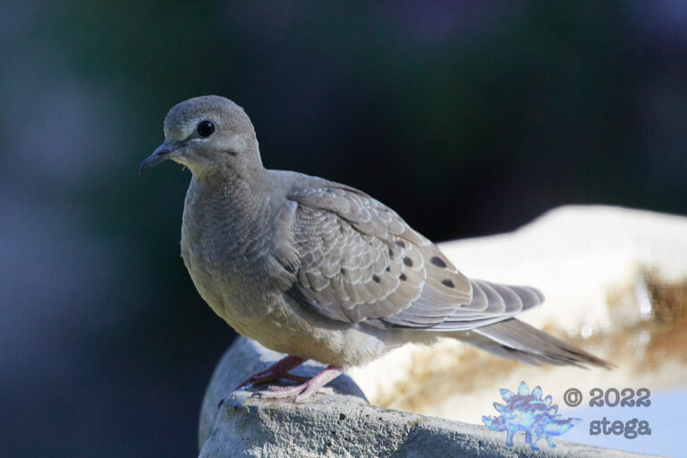 Mourning Dove