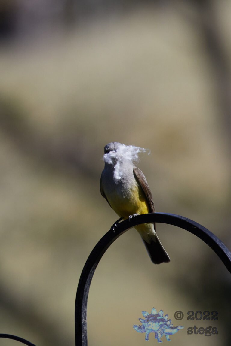 Western Kingbird