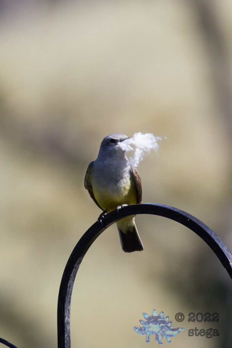 Western Kingbird
