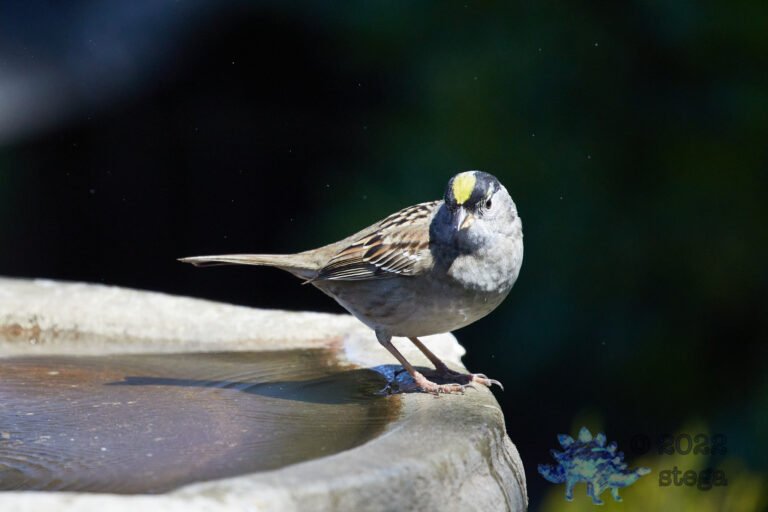 Gold-Crowned Sparrow