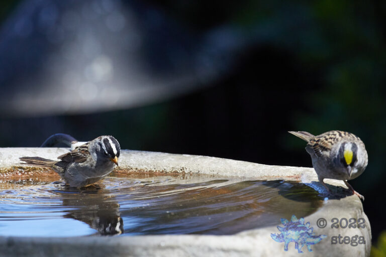 Crowned Sparrows